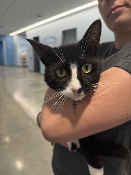 Shelter Stray Male Cat last seen Near Madison St and River Front Terrace., City of Eau Claire, WI, 3900 Old Town Hall Rd, Eau Claire, WI 54701, USA