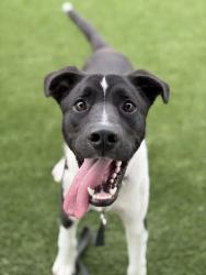 Shelter Stray Male Dog last seen W Tahoe Ave & W Clemenceau Ave, Caruthers Zone Fresno CO 1B 93609,, 1510 W Dan Ronquillo Dr, Fresno, CA 93706, USA