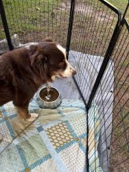 Lost Male Dog last seen Near, Spring Lake, NC 28390