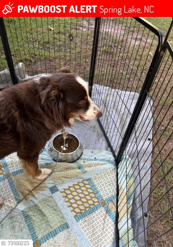Lost Male Dog last seen Near, Spring Lake, NC 28390
