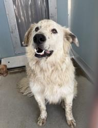 Shelter Stray Male Dog last seen W Central Ave & S Chateau Fresno Ave, Fresno Zone Fresno CO 1A 93706, CA, 1510 W Dan Ronquillo Dr, Fresno, CA 93706, USA