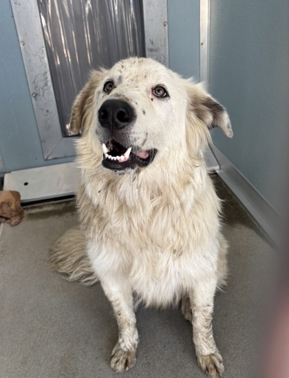 Shelter Stray Male Dog last seen W Central Ave & S Chateau Fresno Ave, Fresno Zone Fresno CO 1A 93706, CA, 1510 W Dan Ronquillo Dr, Fresno, CA 93706, USA