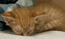 Shelter Stray Male Cat last seen McLaren and Rocky Ridge, Roseville City, CA, 200 Tahoe Ave, Roseville, CA 95678, USA