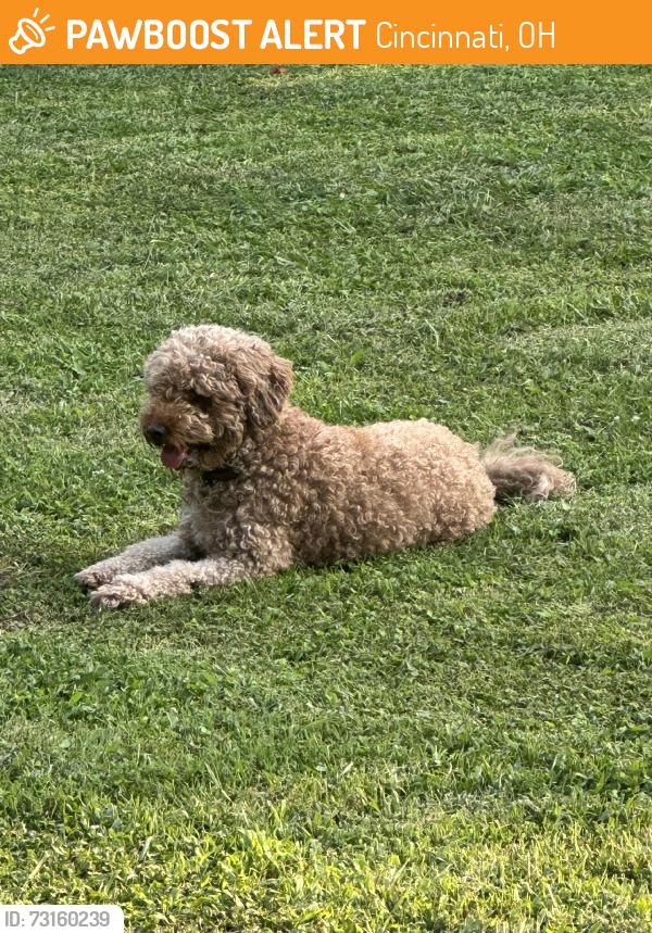 Found/Stray Unknown Dog last seen Off of adelphi street, Cincinnati, OH 45227