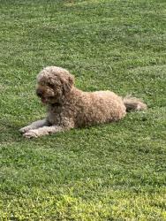 Found/Stray Unknown Dog last seen Off of adelphi street, Cincinnati, OH 45227