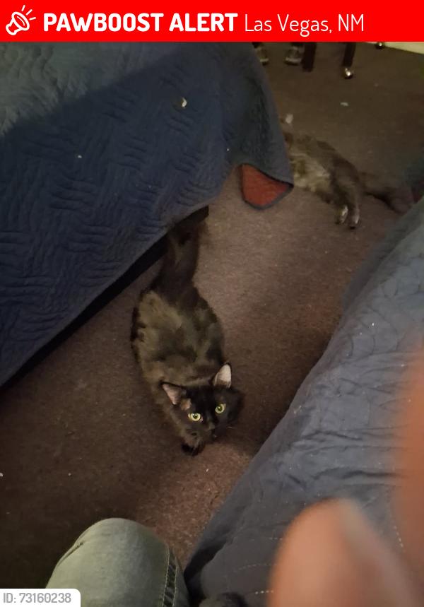Lost Male Cat last seen By Lowe's & Ledger parking lot, Las Vegas, NM 87701