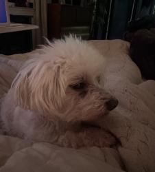 Lost Female Dog last seen Palm and Herndon in Old Fig, Old Fig Garden, CA 93704