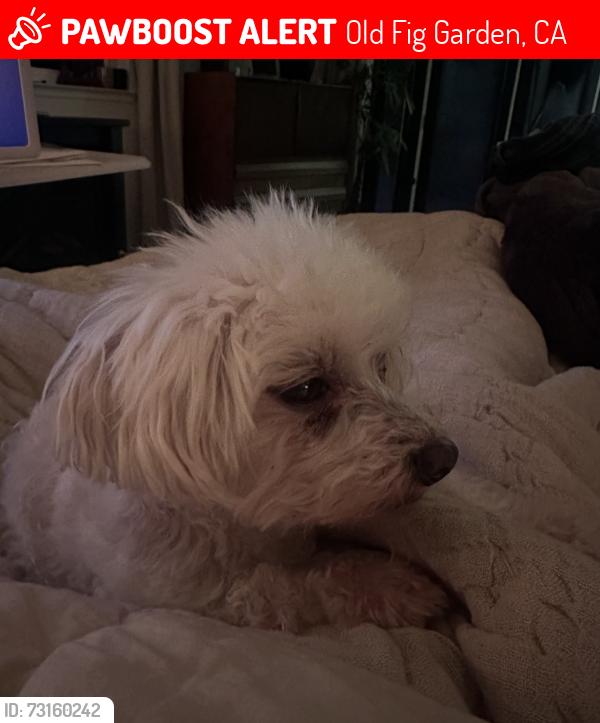 Lost Female Dog last seen Palm and Herndon in Old Fig, Old Fig Garden, CA 93704