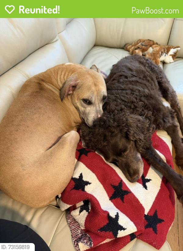 Reunited Female Dog last seen St. Pete college parking lot, St. Petersburg, FL 33710
