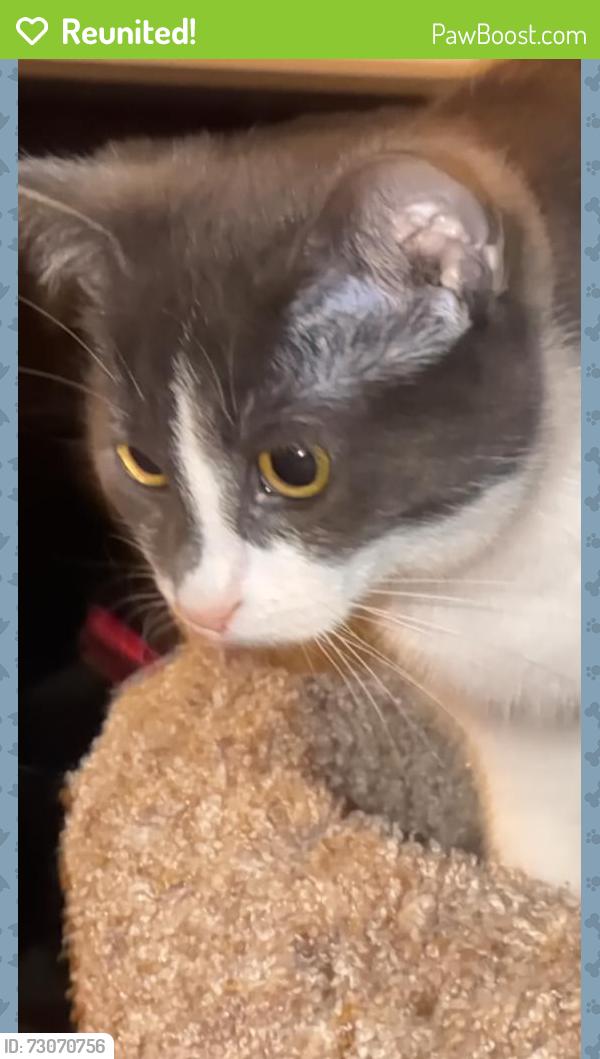 Reunited Female Cat last seen Westland, Westland, MI 48186