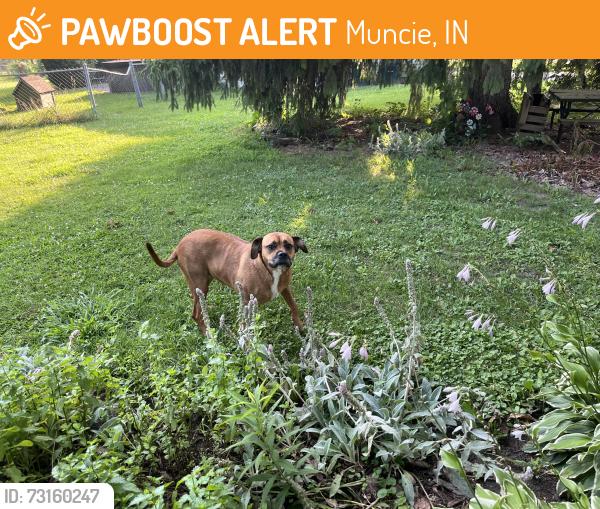 Found/Stray Female Dog last seen Meeker and East 14th Street, Muncie, IN 47302