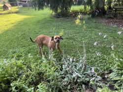 Found/Stray Female Dog last seen Meeker and East 14th Street, Muncie, IN 47302