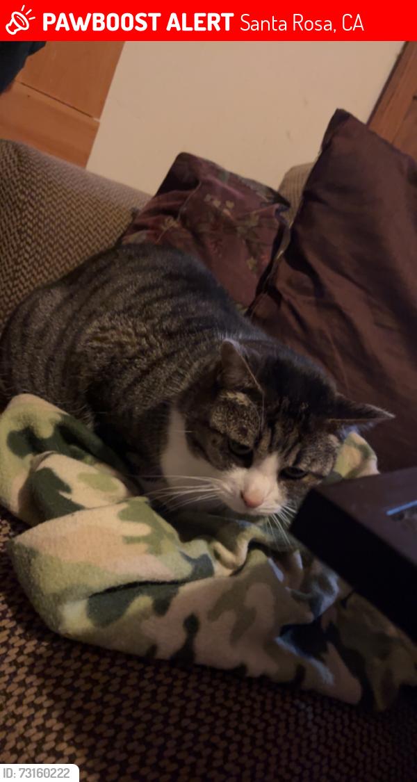 Lost Female Cat last seen Maple, Santa Rosa, CA 95404