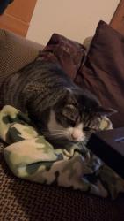 Lost Female Cat last seen Maple, Santa Rosa, CA 95404