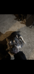 Reunited Female Dog last seen Tc Jester Boulevard, Houston, TX 77018