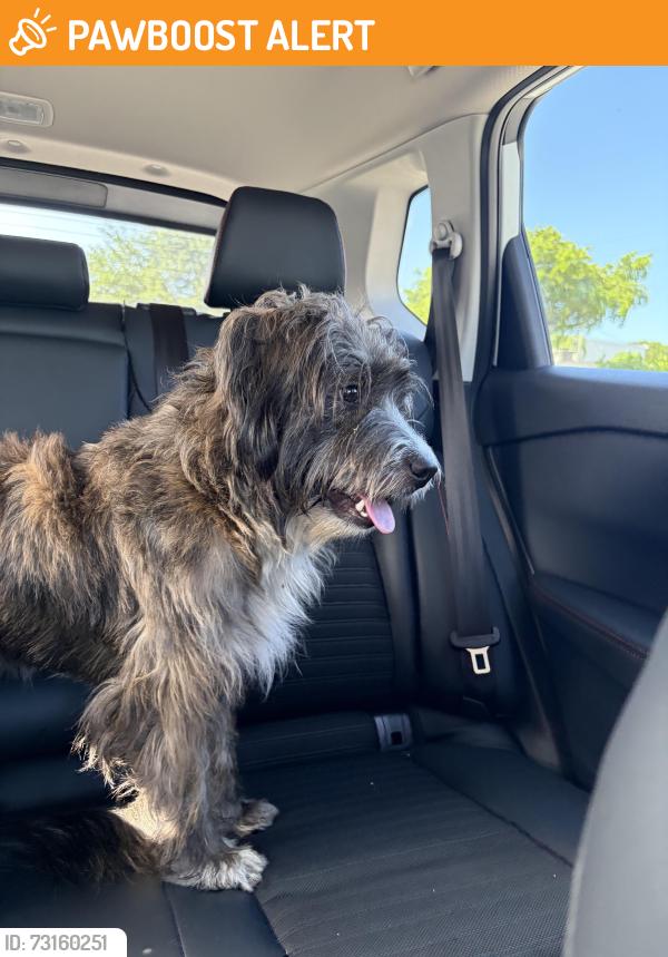 Found/Stray Male Dog last seen Near and 19th court, North Miami Beach, FL 33162