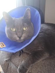 Reunited Female Cat last seen Sherburn & Grundy - Principal Sparling school, Winnipeg, MB R3E 2N2