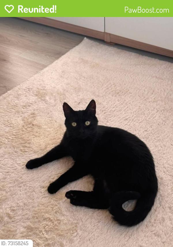 Reunited Male Cat last seen Shannon Street, Glasgow City, Scotland G20 9QY