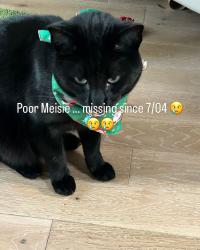 Lost Female Cat last seen Providence clinic , Edy Rd, Sherwood, OR 97140