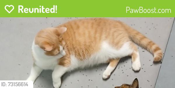 Reunited Male Cat last seen Hillside Ave, Torrington, CT 06790