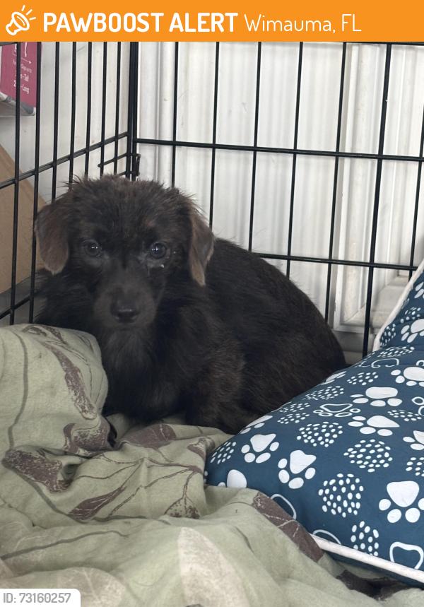 Found/Stray Female Dog last seen Skymore community in Wimauma, Wimauma, FL 33598