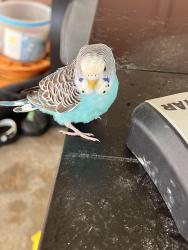 Found/Stray Unknown Bird last seen Littie and Patrina, Lemay Township, MO 63125