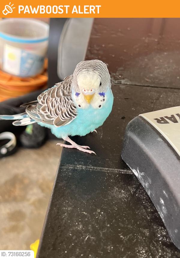 Found/Stray Unknown Bird last seen Littie and Patrina, Lemay Township, MO 63125