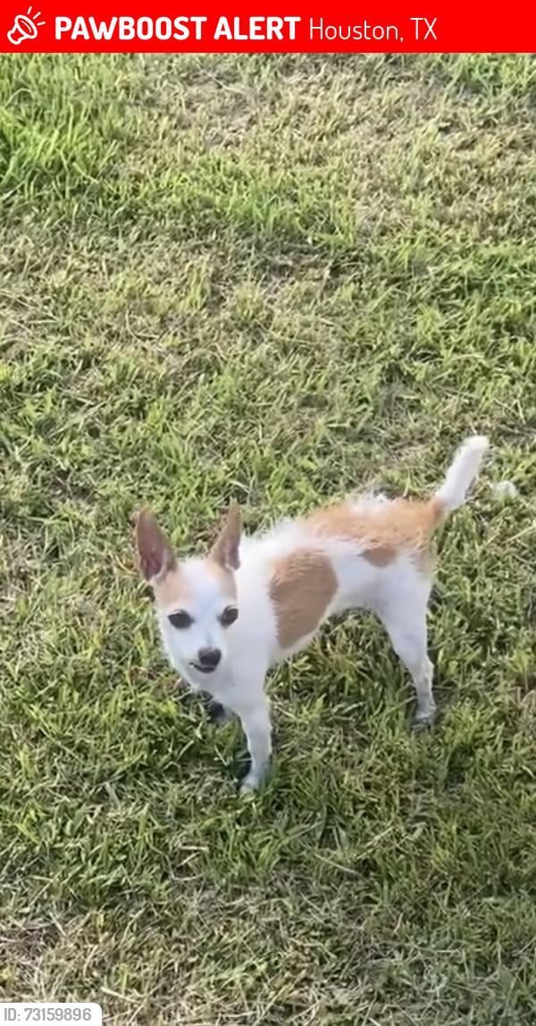 Lost Female Dog last seen Rittenhouse and Werner street, Houston, TX 77076