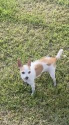 Lost Female Dog last seen Rittenhouse and Werner street, Houston, TX 77076