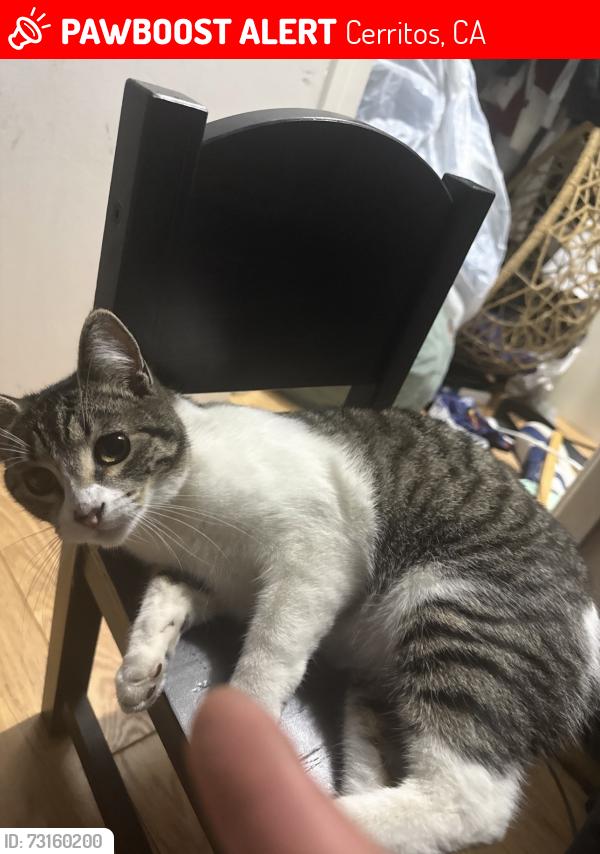 Lost Female Cat last seen Near Beach St, Cerritos, Cerritos, CA 90703