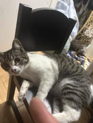 Lost Female Cat last seen Near Beach St, Cerritos, Cerritos, CA 90703