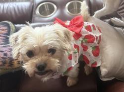 Lost Female Dog last seen Near Branch Hill Drive, Pearland, TX 77581