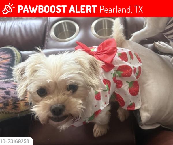 Lost Female Dog last seen Near Branch Hill Drive, Pearland, TX 77581
