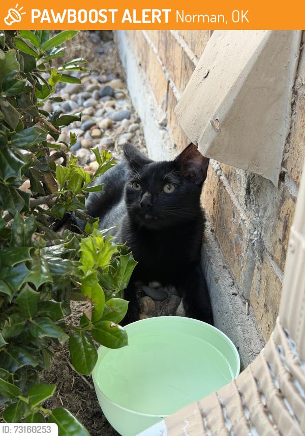 Found/Stray Male Cat last seen Interstate dr and rock creek, Norman, OK 73072