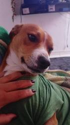 Lost Male Dog last seen Rua mario Rodrigues, Vila Ema, SP 03283-000