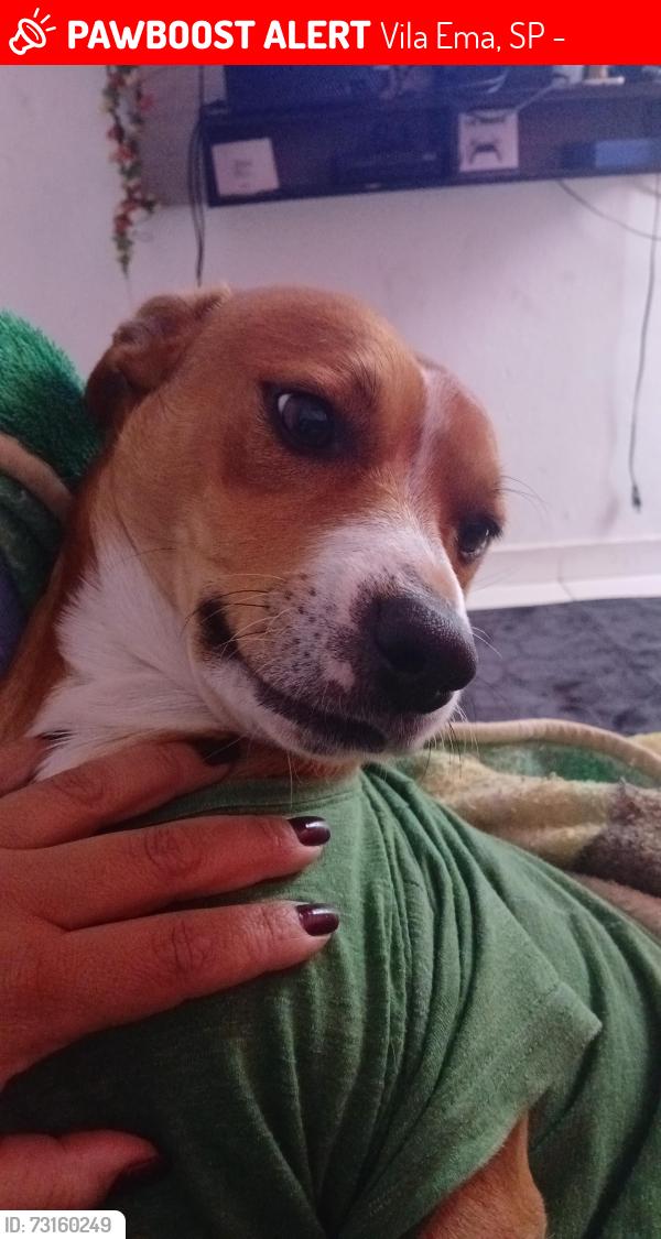 Lost Male Dog last seen Rua mario Rodrigues, Vila Ema, SP 03283-000