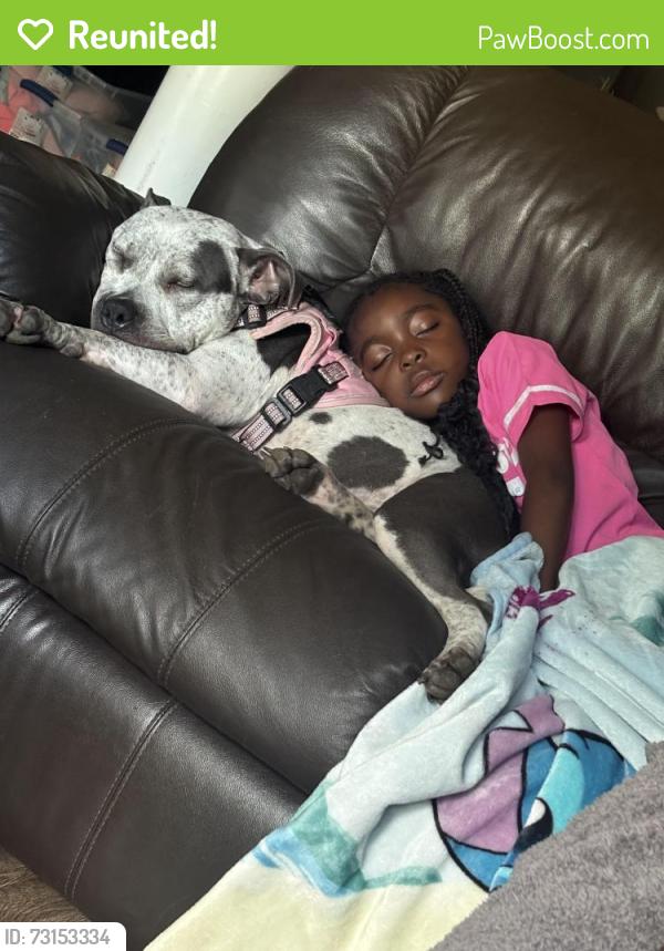 Reunited Female Dog last seen Greensboro, NC, Greensboro, NC 27401