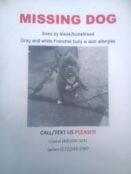 Lost Male Dog last seen Air depot and Midwest Blvd SE 29th and SE 15th, Midwest City, OK 73110