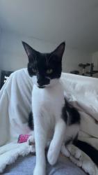 Lost Female Cat last seen Lindisfarne Kent street, Lindisfarne, TAS 7015