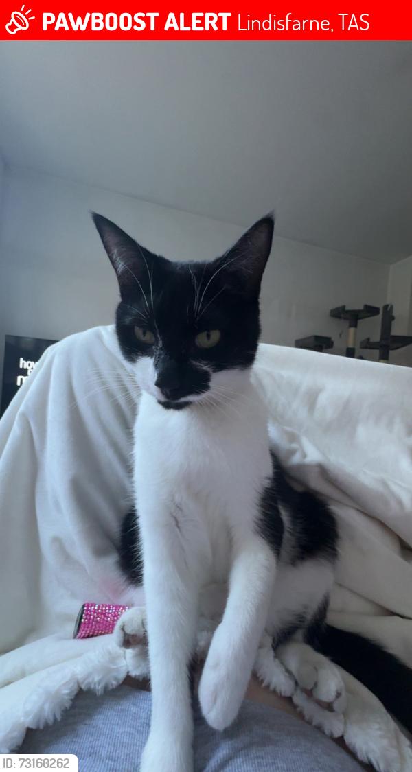 Lost Female Cat last seen Lindisfarne Kent street, Lindisfarne, TAS 7015