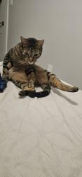 Lost Male Cat last seen Near dorothy st, Scranton, PA 18504