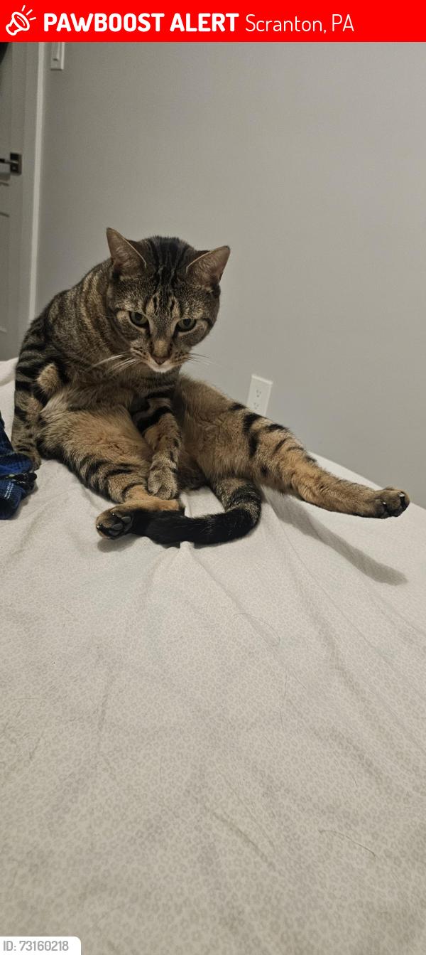 Lost Male Cat last seen Near dorothy st, Scranton, PA 18504