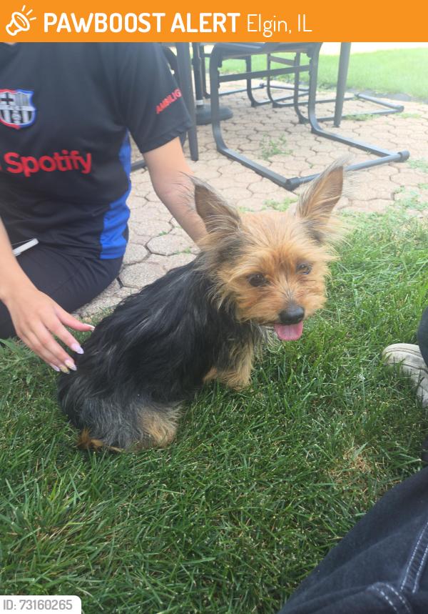 Found/Stray Female Dog last seen Mission Hills and Annandale, Elgin, IL 60123