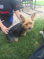 Found/Stray Female Dog last seen Mission Hills and Annandale, Elgin, IL 60123