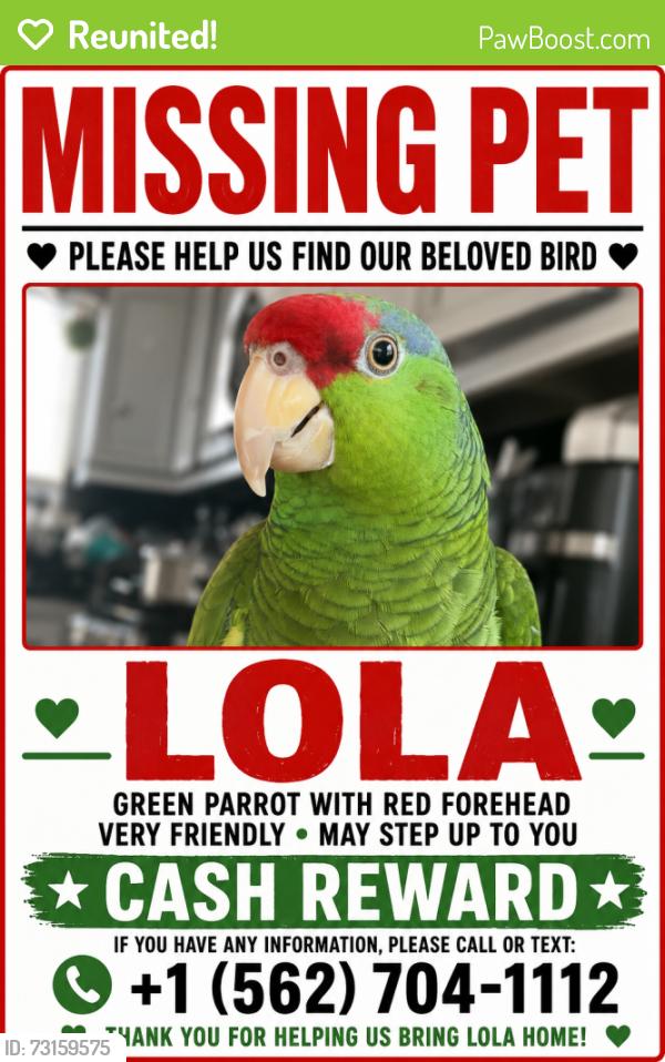 Reunited Female Bird last seen Olive Ave, Long Beach, CA 90805