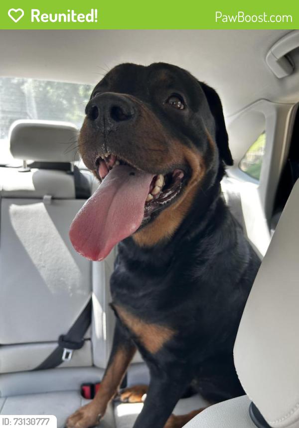 Reunited Female Dog last seen Hampton and Nagel, St. Louis, MO 63139
