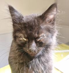 Shelter Stray Female Cat last seen Monarch Bay Drive, SAN LEANDRO, CA, 94577, 8323 Baldwin St, Oakland, CA 94621, USA