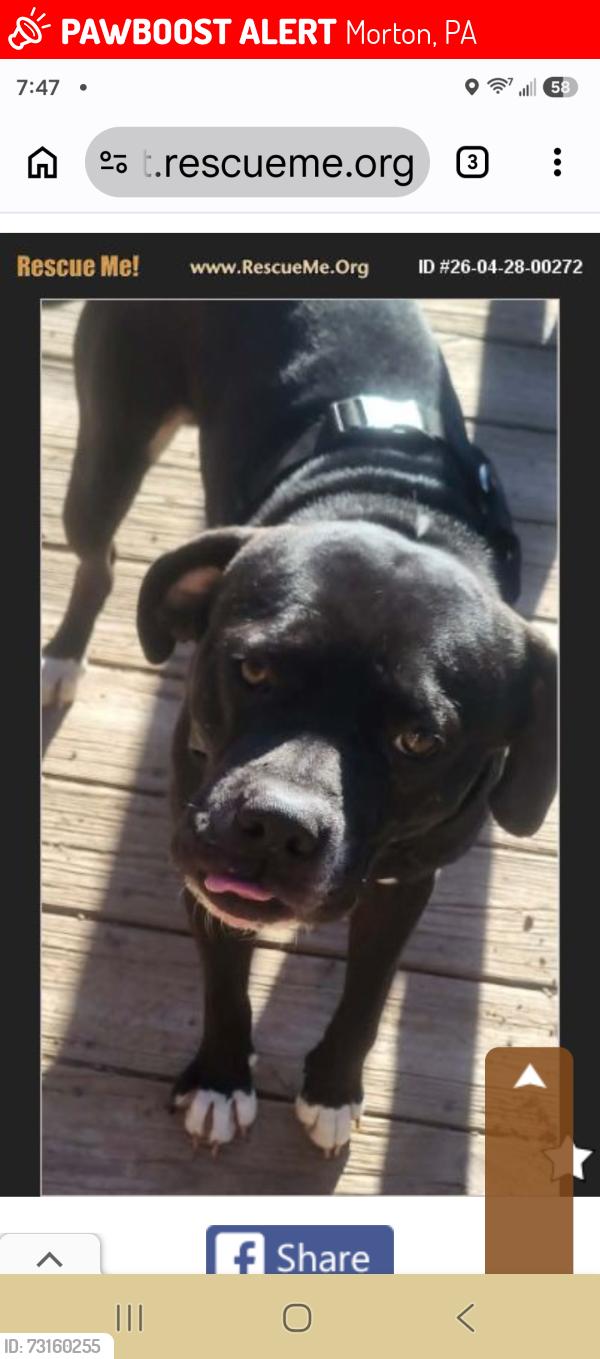 Lost Male Dog last seen Near Rose Ave, Morton, PA 19070