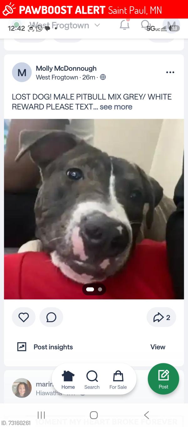Lost Male Dog last seen Dale/Thomas, Saint Paul, MN 55103