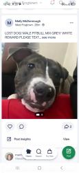 Lost Male Dog last seen Dale/Thomas, Saint Paul, MN 55103